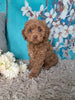 F1B Cockapoo For Sale Sugarcreek OH Female-Hazel Noel