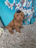 F1B Cockapoo For Sale Sugarcreek OH Female-Hazel Noel