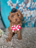 F1B Cockapoo For Sale Sugarcreek OH Female-Hazel Noel
