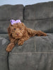 F1B Cockapoo For Sale Sugarcreek OH Female-Hazel Noel