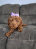 F1B Cockapoo For Sale Sugarcreek OH Female-Hazel Noel