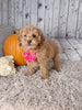 F1B Cockapoo For Sale Sugarcreek Oh Female-Jasmine