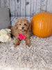 F1B Cockapoo For Sale Sugarcreek Oh Female-Jasmine