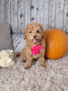 F1B Cockapoo For Sale Sugarcreek Oh Female-Jasmine