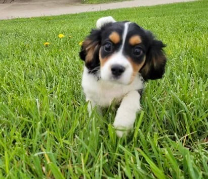 Cavachon For Sale Fredericksburg OH Male-Kash
