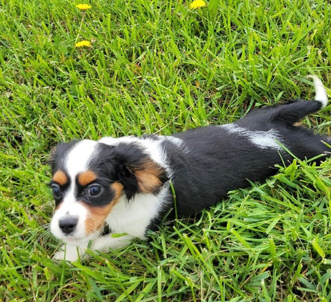 Cavachon For Sale Fredericksburg OH Male-Riley