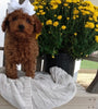 ICA Registered Mini Poodle For Sale Dundee OH Male-Conner
