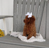 ICA Registered Mini Poodle For Sale Dundee OH Male-Conner