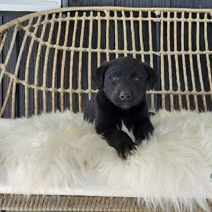 Golden Retriever Mix For Sale Dundee OH Male-Berry
