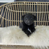 Golden Retriever Mix For Sale Dundee OH Male-Berry