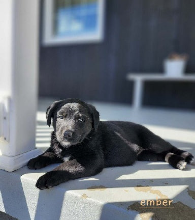 Golden Retriever Mix For Sale Dundee OH Male-Ember