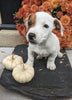 Jack Russell Terrier For Sale Fredericksburg OH Male-Milo