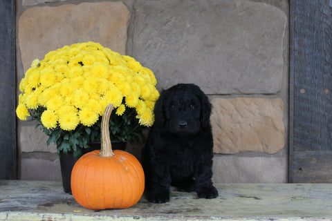 Newfiepoo For Sale Dalton OH Female-Bella