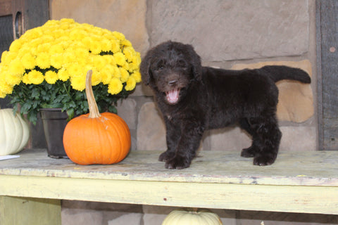 Newfiepoo For Sale Dalton OH Female-Lexi