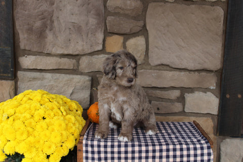 Newfiepoo For Sale Dalton OH Female-Pearl