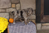 Newfiepoo For Sale Dalton OH Female-Pearl