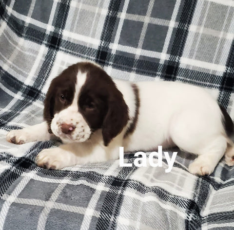 English Springer Spaniel For Sale North Lawrence OH Female-Lady