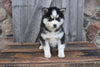 Pomsky For Sale Wooster OH Male-Andy
