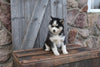 Pomsky For Sale Wooster OH Male-Andy