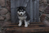 Pomsky For Sale Wooster OH Male-Conor