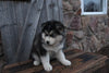 Pomsky For Sale Wooster OH Male-Conor