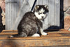Pomsky For Sale Wooster OH Male-Donny