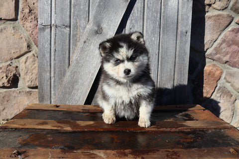 Pomsky For Sale Wooster OH Male-Donny