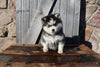 Pomsky For Sale Wooster OH Male-Donny