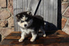 Pomsky For Sale Wooster OH Male-Donny