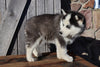 Pomsky For Sale Wooster OH Male-Eli