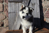 Pomsky For Sale Wooster OH Male-Eli