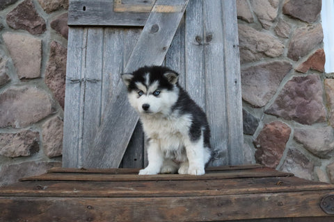Pomsky For Sale Wooster OH Female-Freda