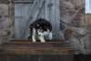 Pomsky For Sale Wooster OH Female-Freda