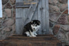 Pomsky For Sale Wooster OH Female-Freda