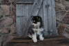Pomsky For Sale Wooster OH Male-Gary