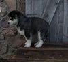 Pomsky For Sale Wooster OH Female-Hannah