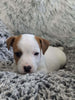 Jack Russell Terrier For Sale Fredericksburg OH Male-Freddie