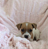 Jack Russell Terrier For Sale Fredericksburg OH Female-Posie