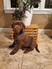 AKC Registered Labrador Retriever For Sale Millersburg OH Male-Brody