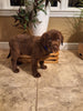AKC Registered Labrador Retriever For Sale Millersburg OH Male-Brody