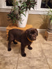 AKC Registered Labrador Retriever For Sale Millersburg OH Male-Brady