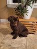 AKC Registered Labrador Retriever For Sale Millersburg OH Male-Brady