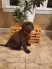 AKC Registered Labrador Retriever For Sale Millersburg OH Male-Bear
