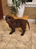 AKC Registered Labrador Retriever For Sale Millersburg OH Male-Bear