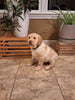 AKC Registered Labrador Retriever For Sale Millersburg OH Female-Bella
