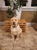 AKC Registered Labrador Retriever For Sale Millersburg OH Female-Bella