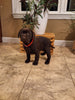 AKC Registered Labrador Retriever For Sale Millersburg OH Female-Brook
