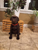 AKC Registered Labrador Retriever For Sale Millersburg OH Female-Brook