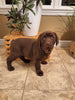 AKC Registered Labrador Retriever For Sale Millersburg OH Female-Brixley