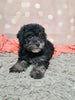 F1B Bichpoo For Sale Sugarcreek OH Oreo-Female